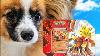 Puppy Sniffs For Rare Pokemon Cards You Ll Never Guess What He Pulled